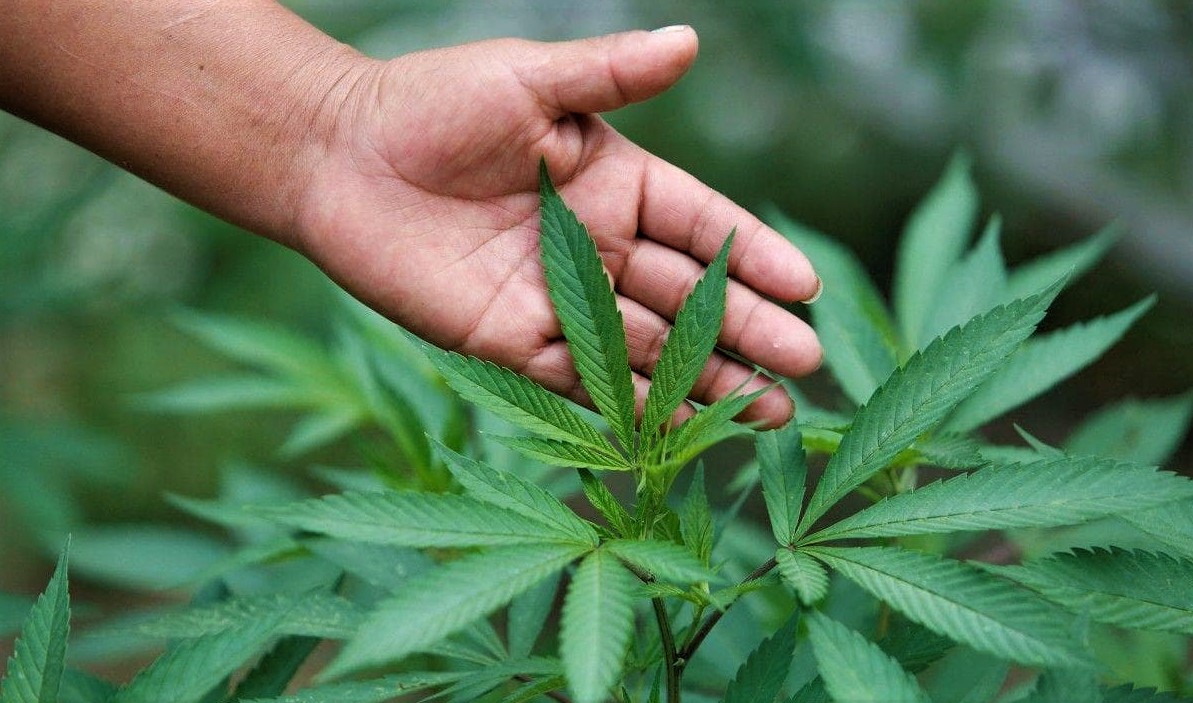 конопля растение рода cannabis
