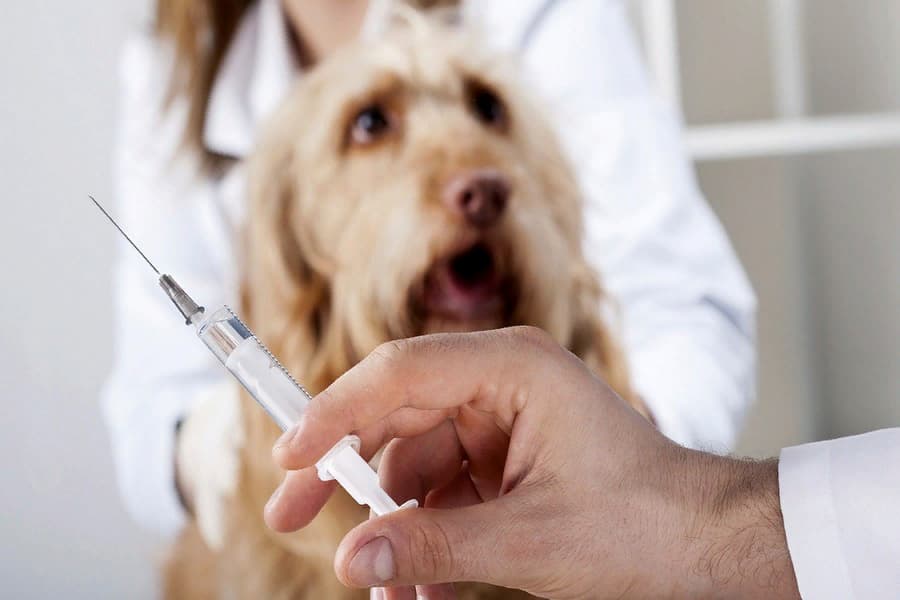 Находкинская ветеринарная станция напоминает: вакцинировать животных следует ежегодно