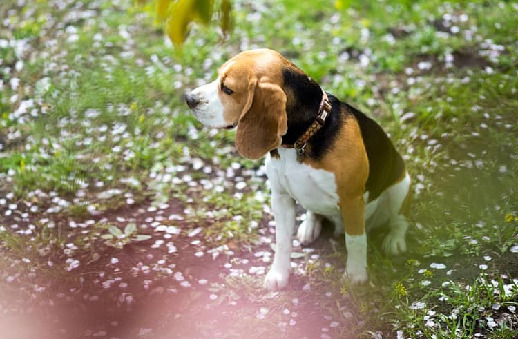 В Приморье с 1 июня вводят обязательную маркировку домашних собак 