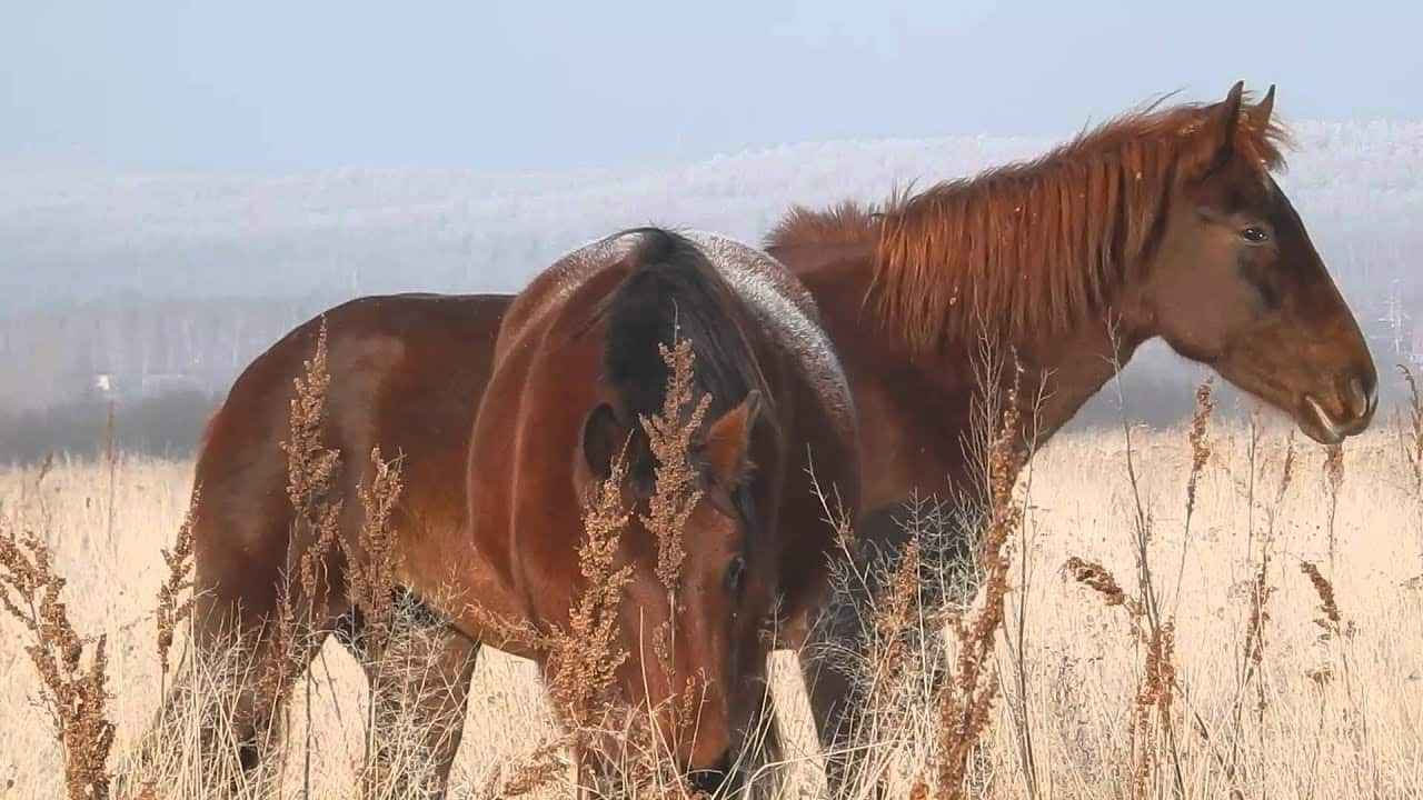 В Находке примут на работу помощника конюха