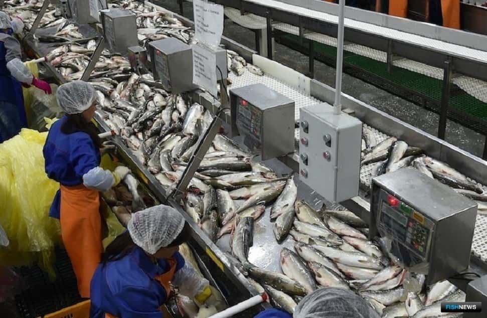 В Находке хотят построить рыбоперерабатывающее предприятие