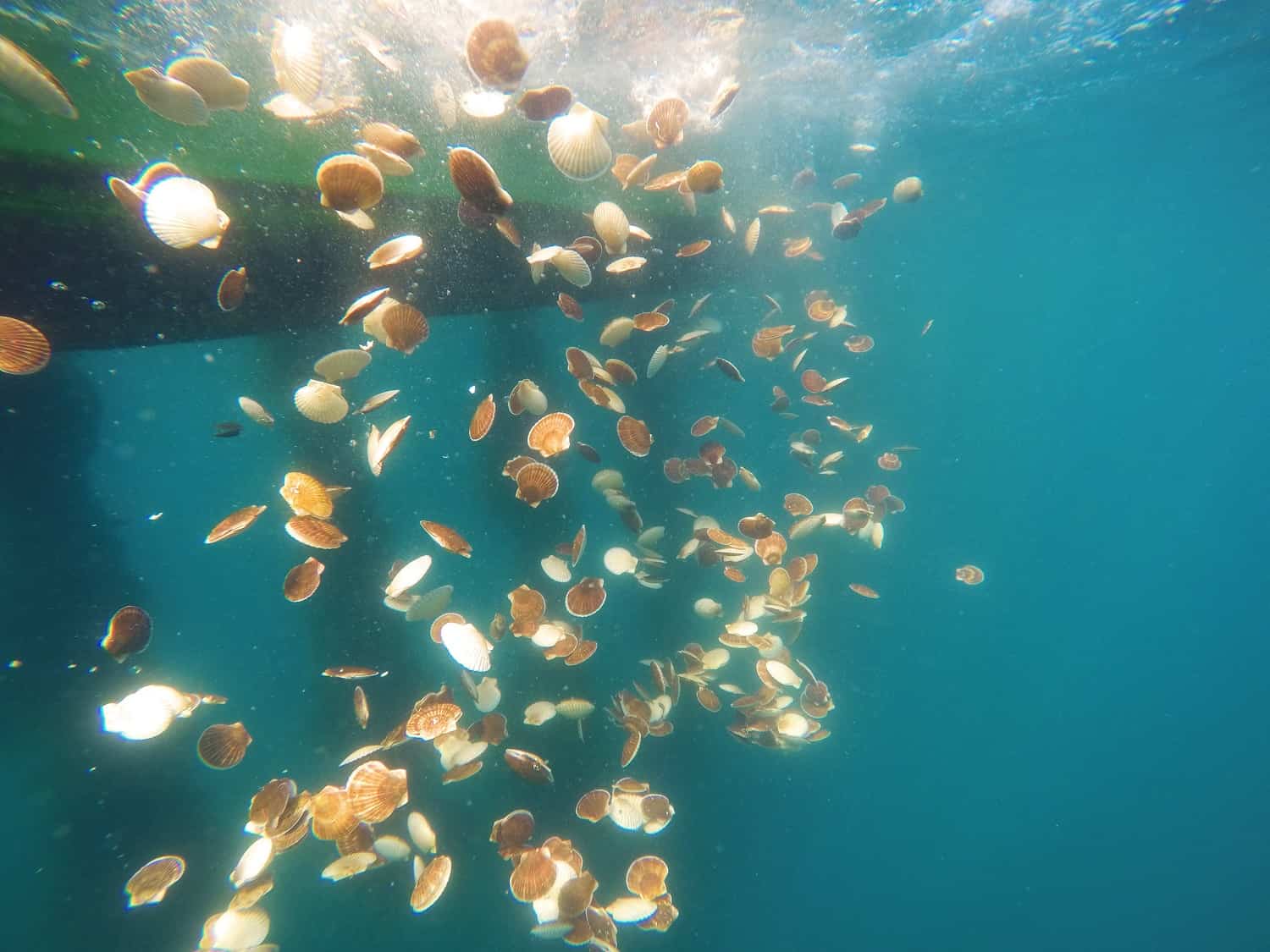 Нефтепорт Козьмино выпустил 10 тысяч особей гребешка в Японское море