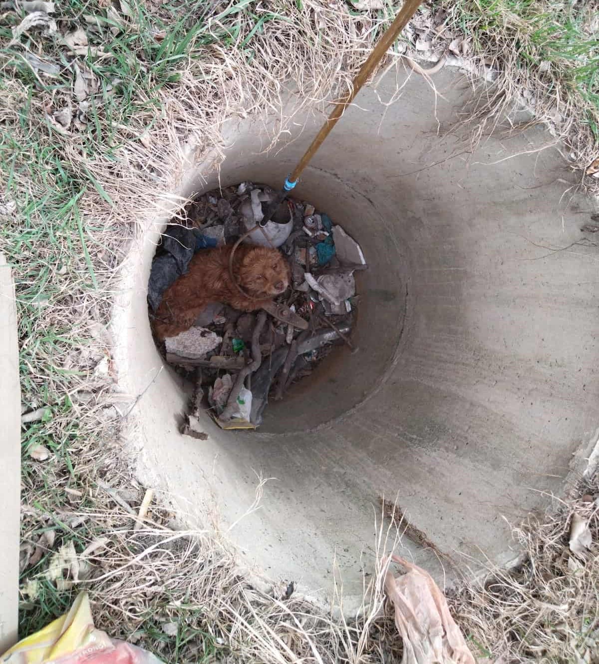 В Находке спасатели достали собаку, упавшую в канализационный колодец