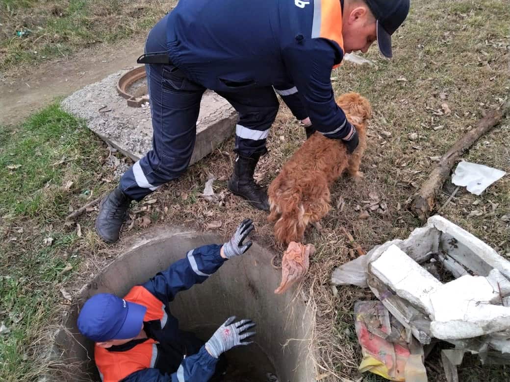 В Находке спасатели достали собаку, упавшую в канализационный колодец