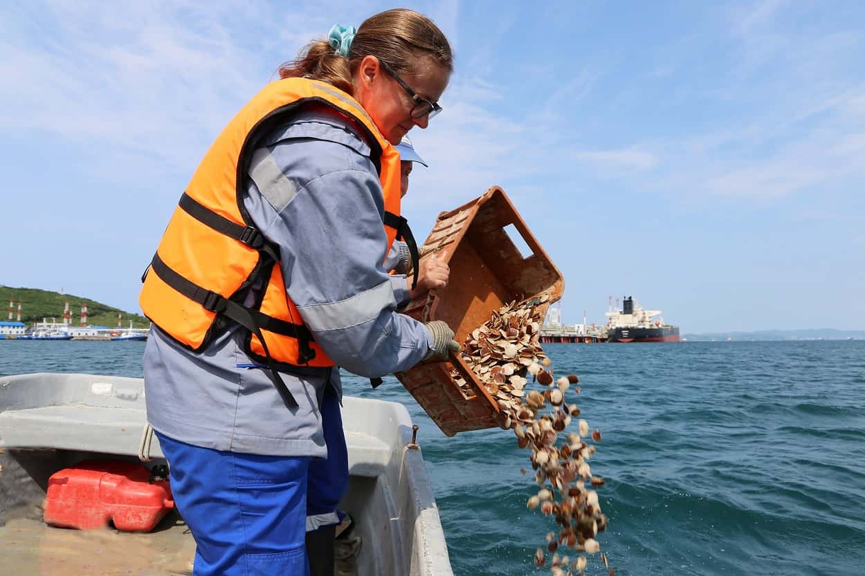 Нефтепорт Козьмино выпустил 10 тыс. особей гребешка в залив Находка